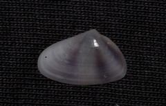 Latona cuneata