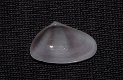 Latona cuneata