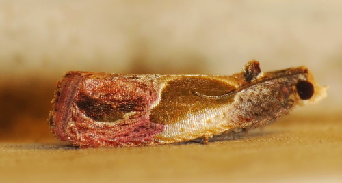 Sculptured Moth photo 4
