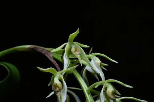 Epidendrum acuminatum Ruiz & Pav. 3