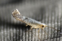 Argyresthia subreticulata
