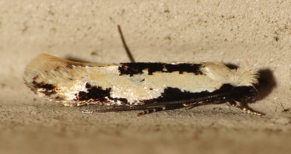 Two-spotted Mea