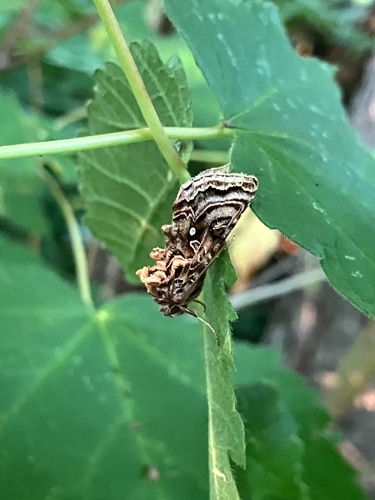 Wavy Chestnut Υ Moth photo 3