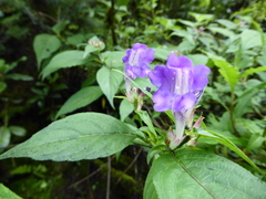 Strobilanthes oligocephala