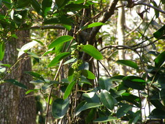 Smilax smallii