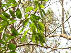 Smilax smallii