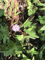 Mimosa pudica