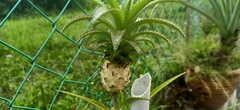 Ananas comosus microstachys
