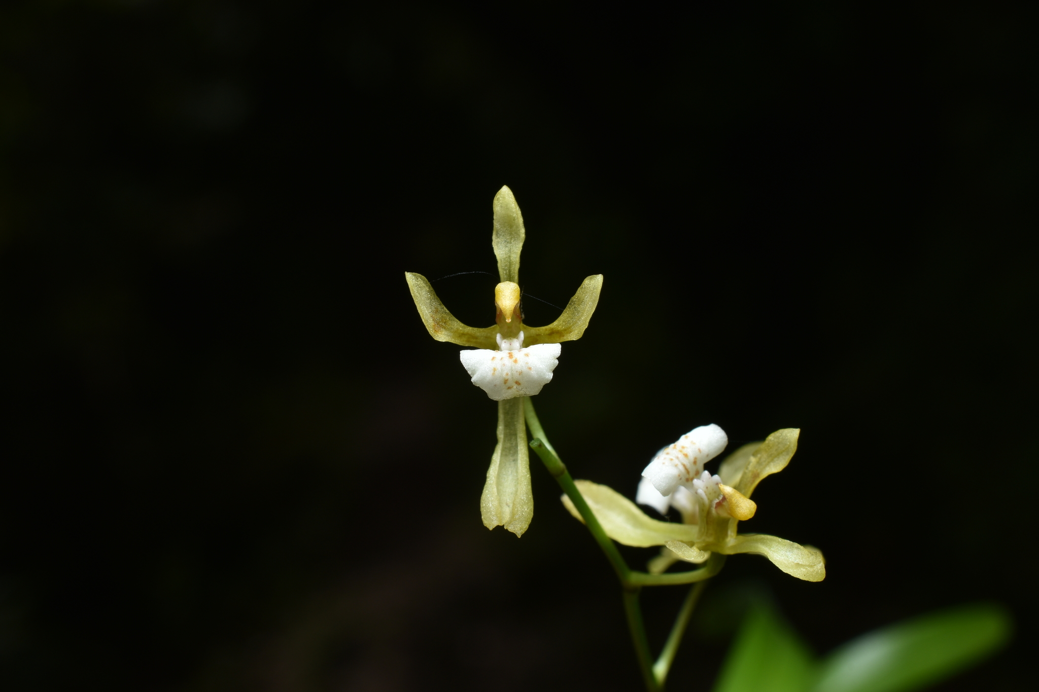 Cyrtochilum caespitosum (Rolfe) Dalström 2