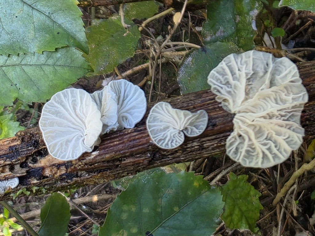 Campanella tristis · July 2025 · photo: © nicnation (iNaturalist, cc-by)