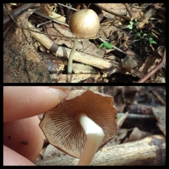 Psathyrella