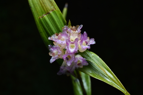 Elleanthus amethystinus (Rchb.f. & Warsz.) Rchb.f.
