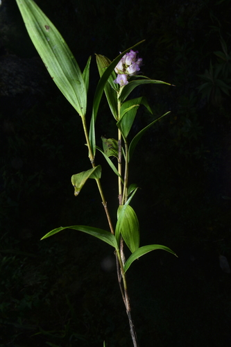 Elleanthus amethystinus (Rchb.f. & Warsz.) Rchb.f. 2