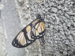 Methona themisto