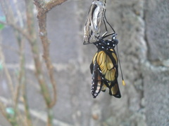 Methona themisto