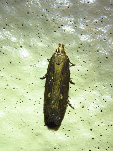 Eye-ringed Chionodes Moth and Allies photo 3