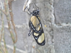 Methona themisto