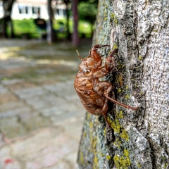 Cryptotympana atrata