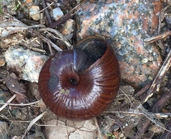 Powelliphanta
