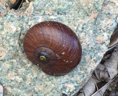 Powelliphanta