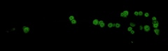 Mycena chlorophos