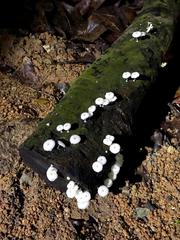 Mycena chlorophos