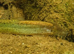 Misgurnus dabryanus