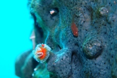 Cochleoceps bicolor
