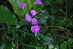 Dicliptera tinctoria