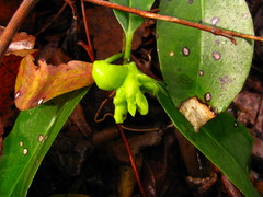 Exobasidium symploci