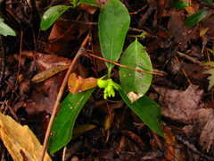 Exobasidium symploci