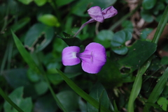 Dicliptera tinctoria