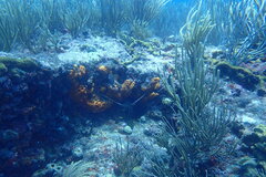 Spiny lobster