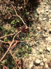 Neurothemis fluctuans