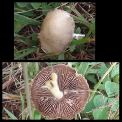 Psathyrella