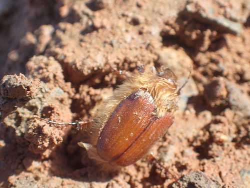 Leonotus pilosicollis