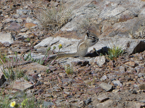 Alpine Chipmunk observed by meghan12337