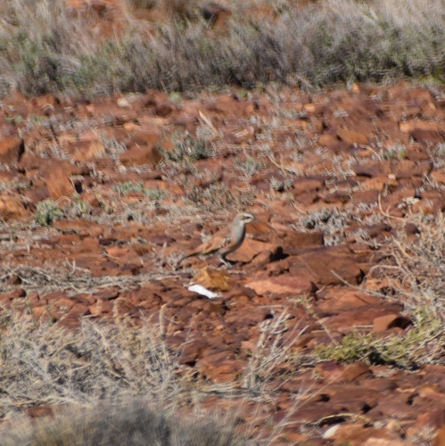 Cinnamon Quail-thrush (Cinclosoma cinnamomeum), photo 10