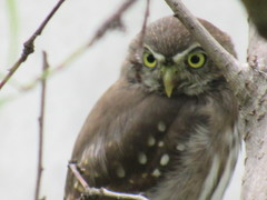 Glaucidium brasilianum