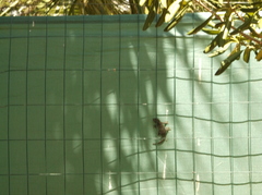 Tarentola mauritanica