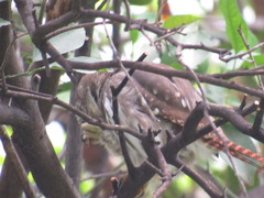 Glaucidium brasilianum