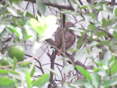 Glaucidium brasilianum