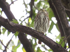 Glaucidium brasilianum