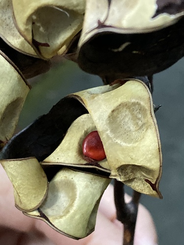 Adenanthera pavonina