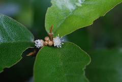 Croton cascarilloides