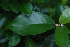 Croton cascarilloides