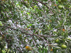 Cardellina pusilla