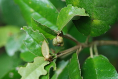 Croton cascarilloides
