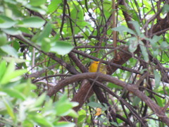 Cardellina pusilla