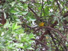 Cardellina pusilla